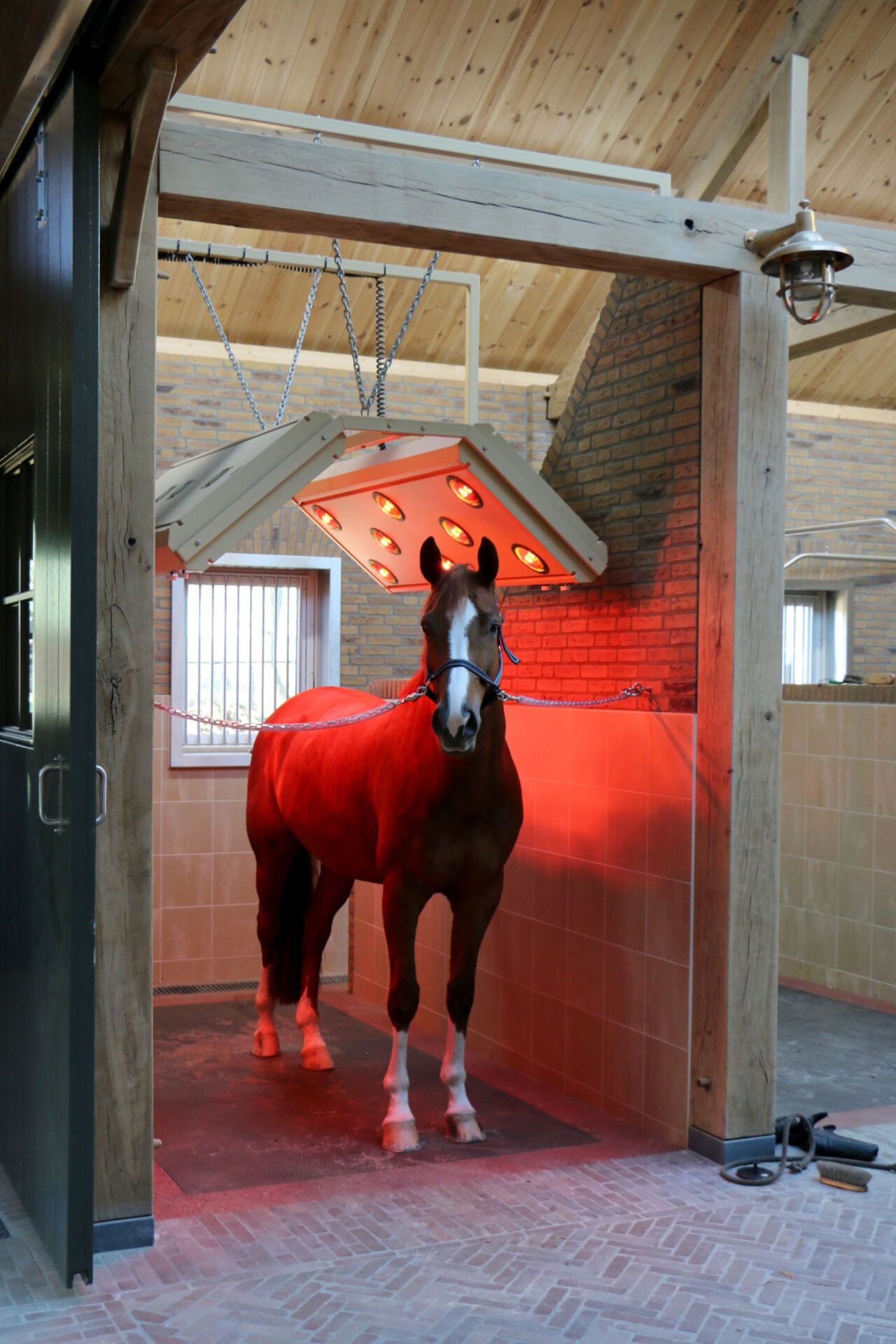 Paard staat onder de solarium warmte lampen